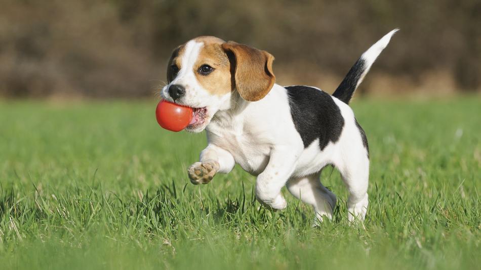 beag